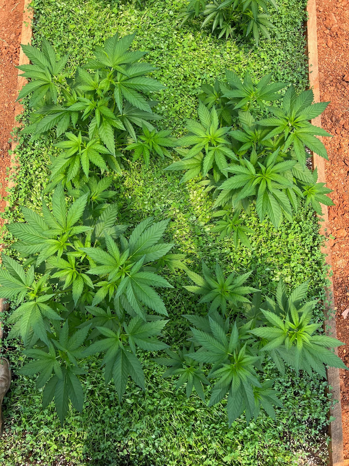 Overhead view of Cannai cannabis plants growing in a living-soil bed bordered by red volcanic earth